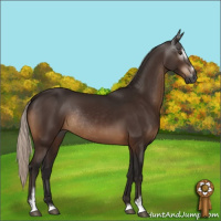 Horse Color:Gray Silver Brown Sabino Rabicano 