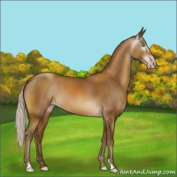 Horse Color:Gray Silver Sable Cream Champagne Sabino 