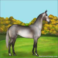 Horse Color:Gray Silver Brown 