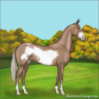 Horse Color:Silver Black Pearl Sabino Frame Rabicano 