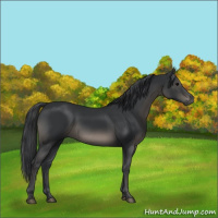 Horse Color:Black 