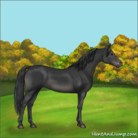 Horse Color:Black 