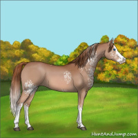 Horse Color:White Spotted Chestnut Splash 