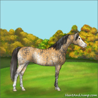 Horse Color:White Spotted Grullo Splash  and White Spotted Buckskin Splash 