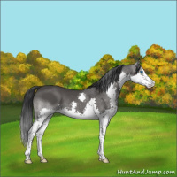 Horse Color:White Spotted Black Splash