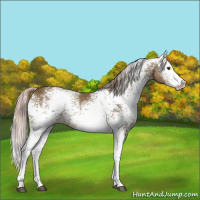 Horse Color:White Spotted Chocolate Palomino Splash 
