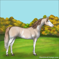 Horse Color:White Spotted Red Dun Splash 