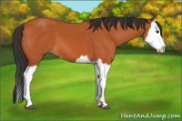 Horse Color:Bay Splash