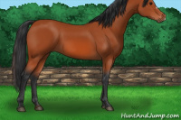 Horse Color:Bay 