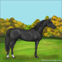Horse Color:Black 