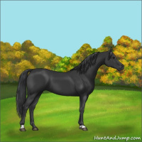 Horse Color:Black 