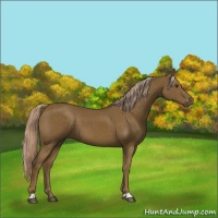 Horse Color:Chocolate Palomino