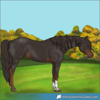 Horse Color:Liver Chestnut Tobiano 