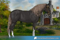 Horse Color:Liver Chestnut Sabino Tobiano 