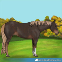 Horse Color:Liver Chestnut Tobiano 