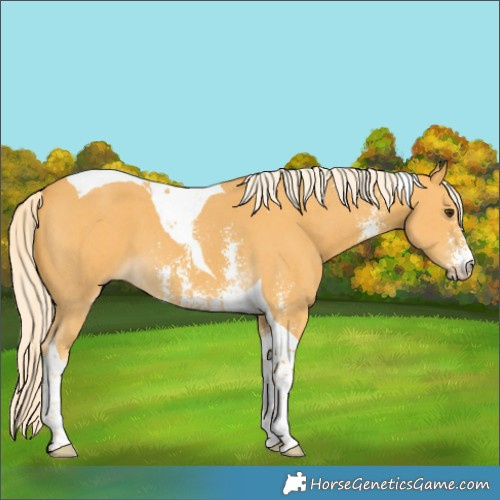 Horse Color:Palomino Sabino Tobiano 