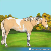 Horse Color:Palomino Sabino Tobiano 