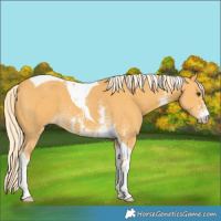 Horse Color:Palomino Sabino Tobiano
