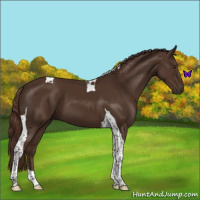 Horse Color:Liver Chestnut Tobiano 
