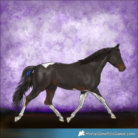 Horse Color:Liver Chestnut Tobiano 