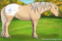 Horse Color:Gold Cream Champagne Snowcap 