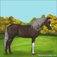 Horse Color:Silver Brown 
