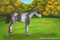 Horse Color:Smoky Black  and White Spotted Smoky Black 