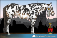 Horse Color:Gray Buckskin Tobiano Leopard 
