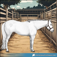 Horse Color:Gray Buckskin Roan Dun Tobiano 