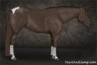 Horse Color:Liver Chestnut Tobiano 