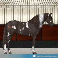 Horse Color:White Spotted Liver Chestnut Tobiano 