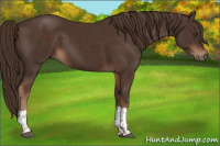 Horse Color:Liver Chestnut Tobiano 
