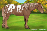 Horse Color:Chestnut Appaloosa 