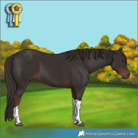 Horse Color:Liver Chestnut Tobiano 