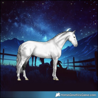 Horse Color:Gray Black Tobiano Appaloosa 