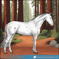 Horse Color:White Spotted Bay Appaloosa 