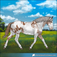 Horse Color:White Spotted Chestnut Sabino Splash Appaloosa Rabicano  and White Spotted Liver Chestnut Sabino Splash Appaloosa 