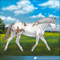 Horse Color:White Spotted Chestnut Sabino Splash Appaloosa Rabicano  and White Spotted Liver Chestnut Sabino Splash Appaloosa 