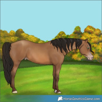 Horse Color:Gray Amber Champagne Rabicano 