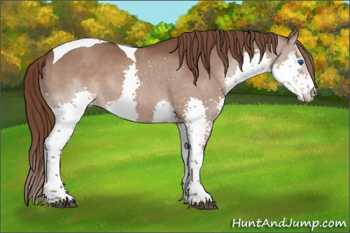 Horse Color:Liver Chestnut Splash Tobiano 