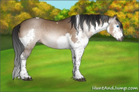 Horse Color:Gray Brown Dun Splash Tobiano 