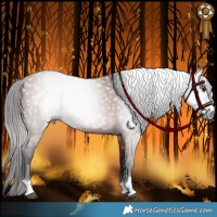 Horse Color:Gray Bay 