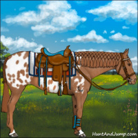 Horse Color:Chestnut Appaloosa