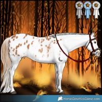 Horse Color:Chestnut Blanket Rabicano 