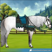 Horse Color:Gray Bay Dun Blanket 