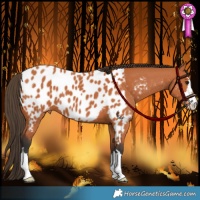 Horse Color:Bay Appaloosa
