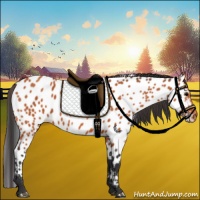 Horse Color:Bay Appaloosa