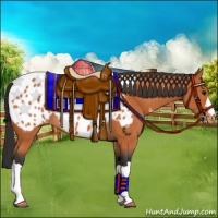 Horse Color:Bay Near Leopard 