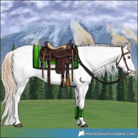 Horse Color:Red Dun Appaloosa