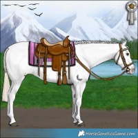 Horse Color:Chestnut Leopard 